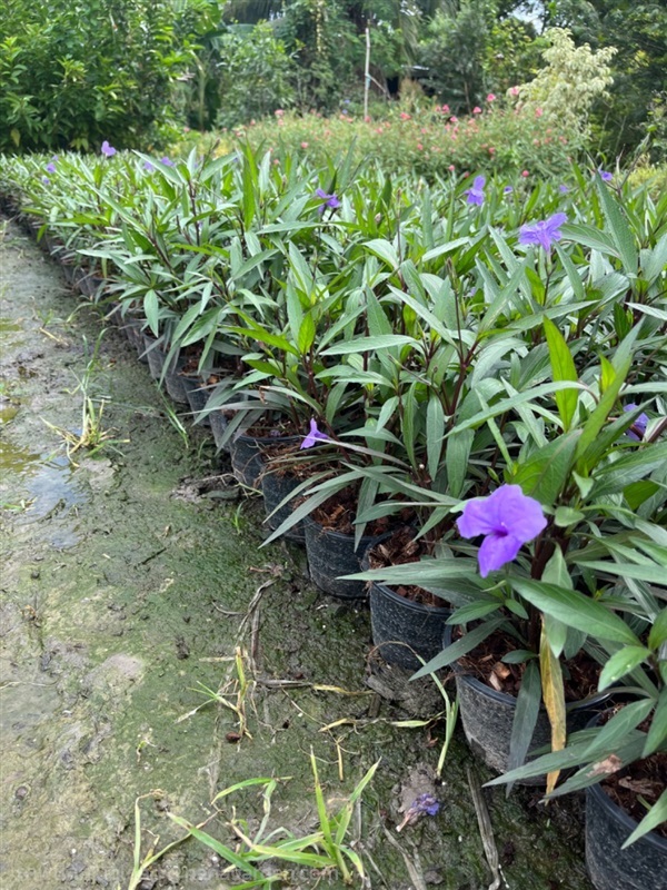 ฟ้าประทานพร,ต้อยติ่งฝรั่ง | เฌอ-สถาน - บางใหญ่ นนทบุรี