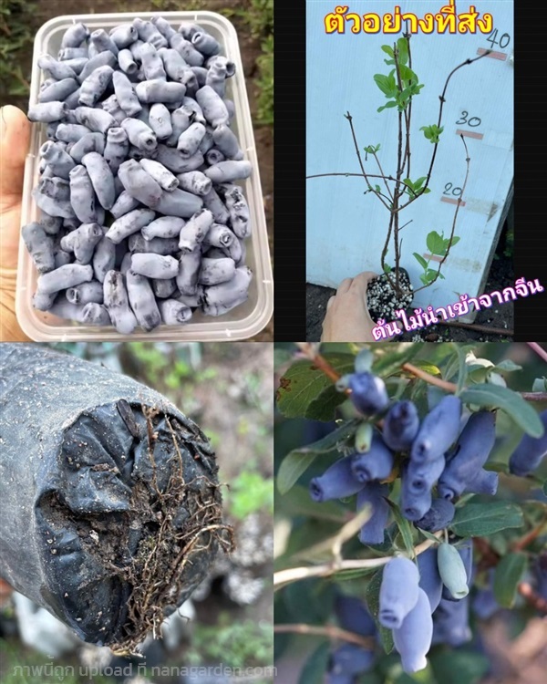 (1ต้น) ต้น บลูเบอรี่สายน้ำผึ้ง Honey Blueberry Lon | Shopping by lewat - เมืองมหาสารคาม มหาสารคาม