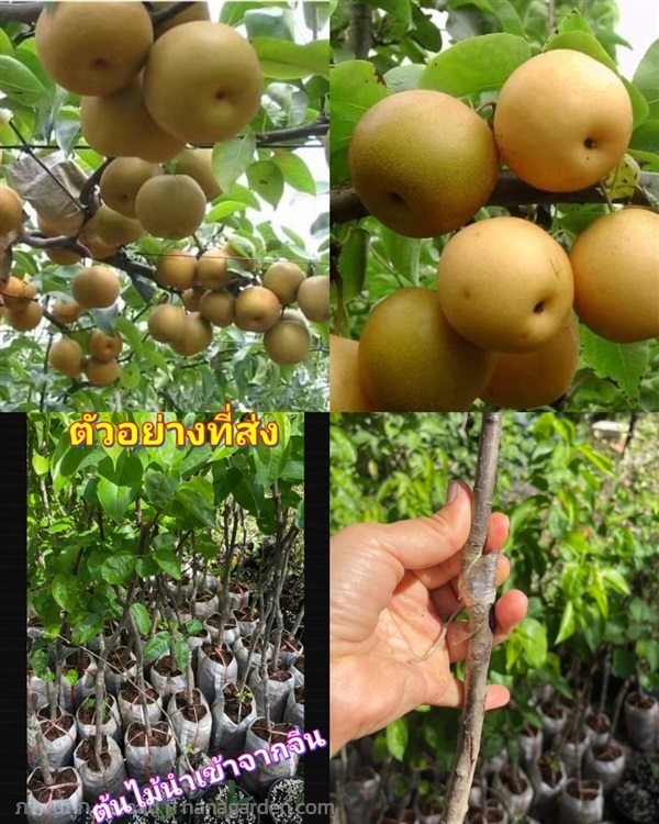 ต้นลูกแพร์ ลูกแพร์ พันธุ์ ออสแมนทัส pear osmanthus | Shopping by lewat - เมืองมหาสารคาม มหาสารคาม