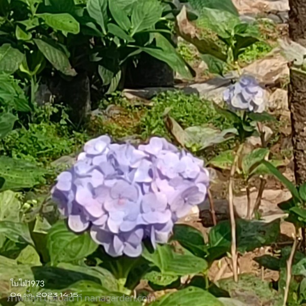 ไฮเดรนเยียพันธุ์เบากระถาง8" สีฟ้า | ร้านใบไม้1973 - วังน้อย พระนครศรีอยุธยา