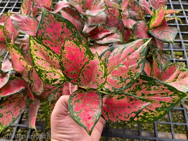 Aglaonema | PTS Trees Thailand  - ปากเกร็ด นนทบุรี