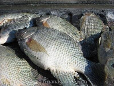 อาหารปลาเม็ดจม สำหรับลดต้นทุน ราคาถูกผลิตใหม่ๆ | SD.Garden - เมืองราชบุรี ราชบุรี