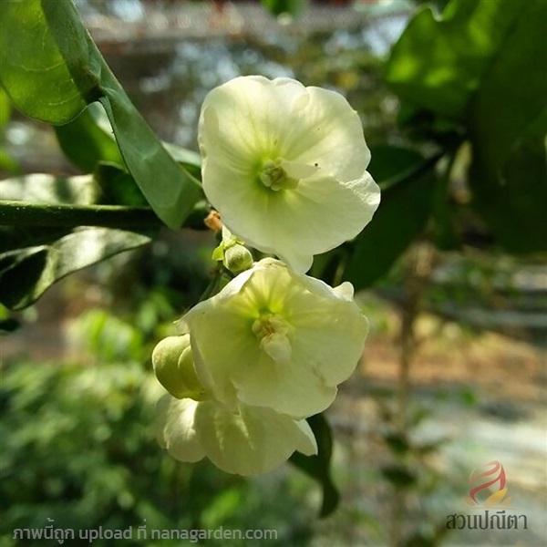 จันทน์กะพ้อเลื้อย | สวนปณีตา - เมืองปราจีนบุรี ปราจีนบุรี