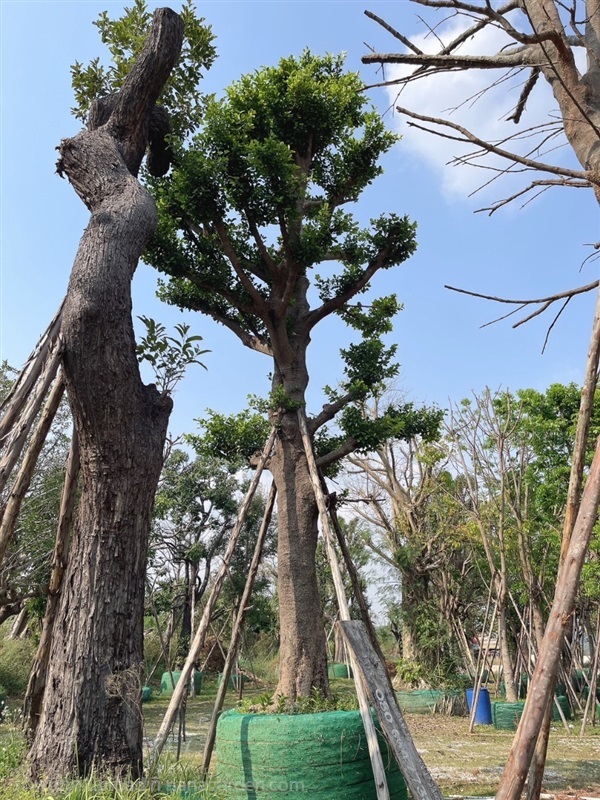 มั่งมี | สวนพันเงิน พันทอง -  สระบุรี