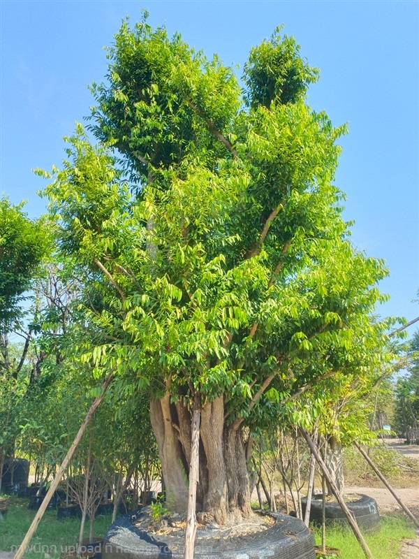 ต้นชุมแสง | สวนพี&เอ็มเจริญทรัพย์พันธ์ุไม้ - แก่งคอย สระบุรี