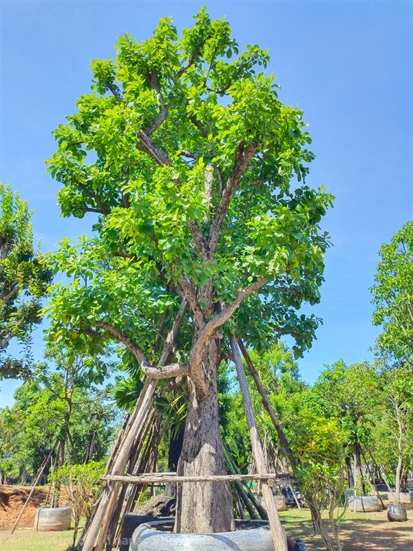 ต้นกระโดน | สวนพี&เอ็มเจริญทรัพย์พันธ์ุไม้ - แก่งคอย สระบุรี