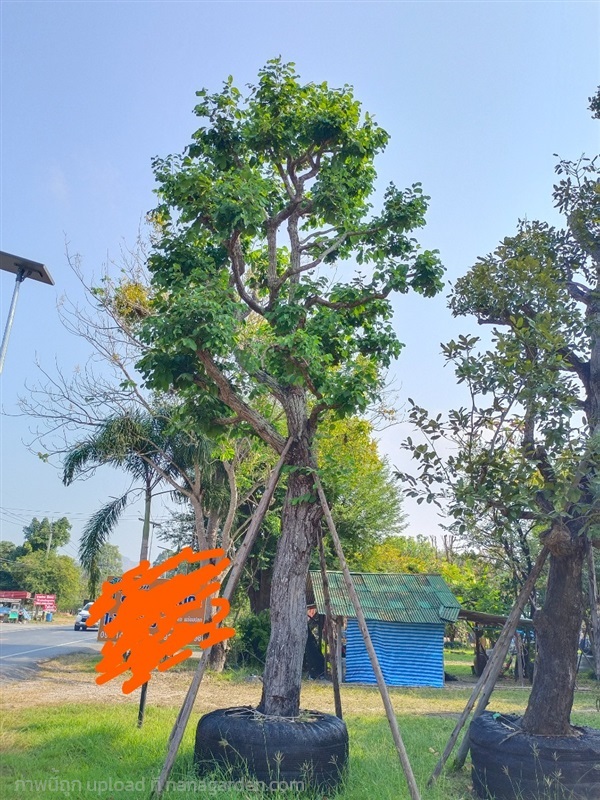 ต้นพะยอม | สวนพี&เอ็มเจริญทรัพย์พันธ์ุไม้ - แก่งคอย สระบุรี