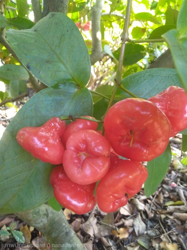 ต้นชมพู่พลาสติก | นพดล พันธุ์ไม้ - เมืองปราจีนบุรี ปราจีนบุรี