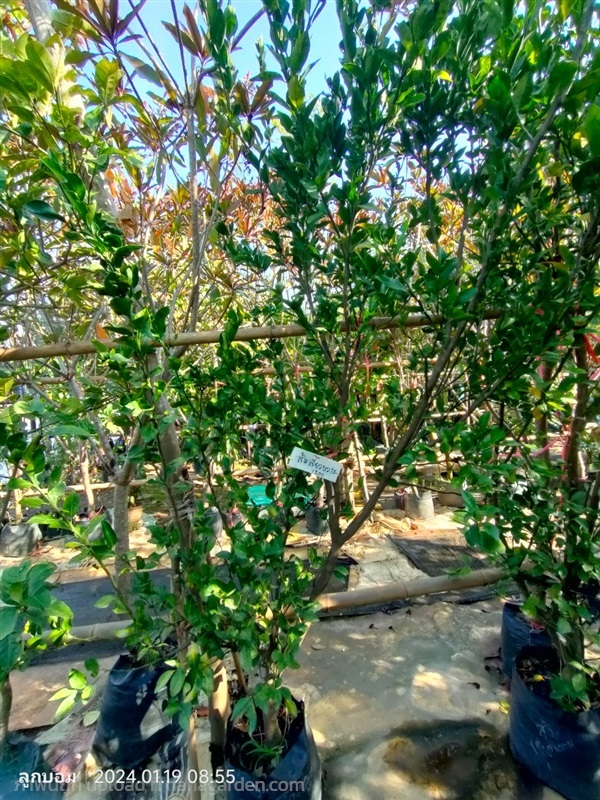 ส้มเขียวหวาน | สวนป้านิตย์ ปราจีนบุรี - เมืองปราจีนบุรี ปราจีนบุรี