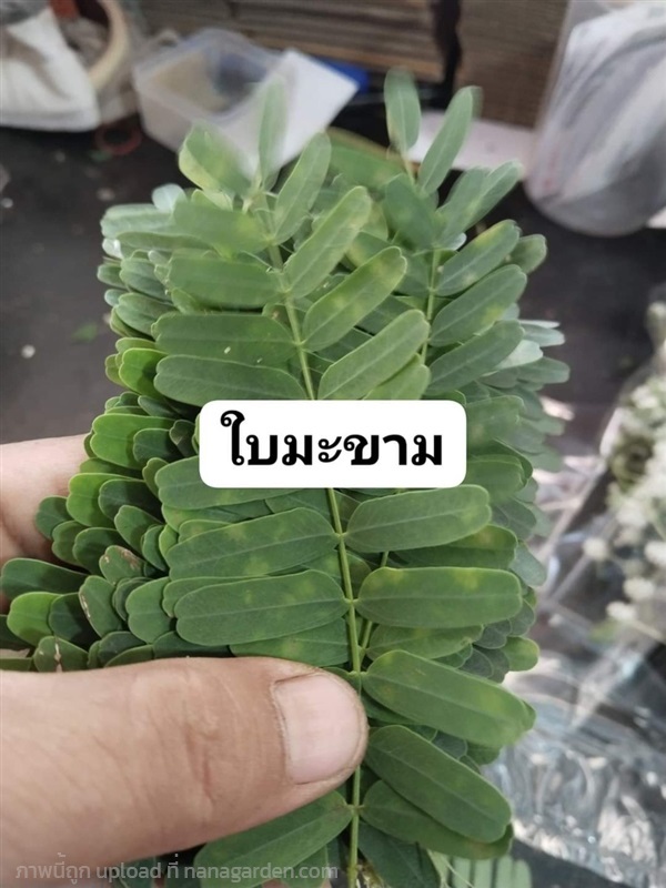 ใบมะขาม ใช้ในพิธีกรรมต่างๆ | เมล็ดพันธุ์ดี เกษตรวิถีไทย - เมืองระยอง ระยอง