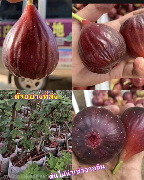 ต้น มะเดื่อฝรั่ง สีม่วง Fig tree ต้นมะเดื่อฝรั่ง / | Shopping by lewat - เมืองมหาสารคาม มหาสารคาม