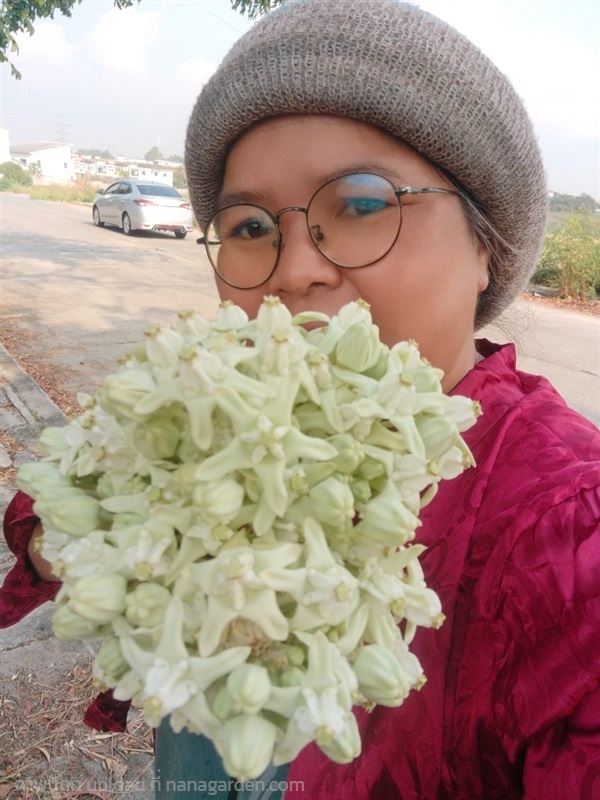 ดอกรักสด ขายดอกสดเพื่อใช้ในพิธีมงคล | เมล็ดพันธุ์ดี เกษตรวิถีไทย - เมืองระยอง ระยอง