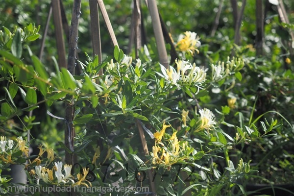 สายน้ำผึ้ง | สวนต้นไม้โครงการ - เมืองปราจีนบุรี ปราจีนบุรี