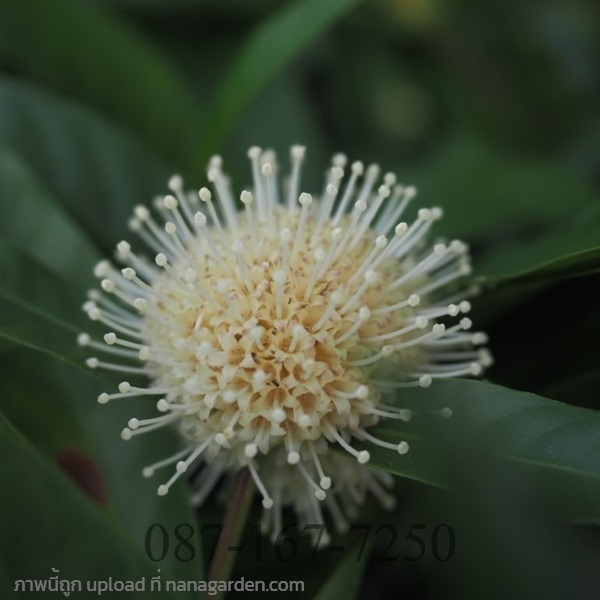 บอลฟลาวเวอร์ | สวนต้นไม้โครงการ - เมืองปราจีนบุรี ปราจีนบุรี