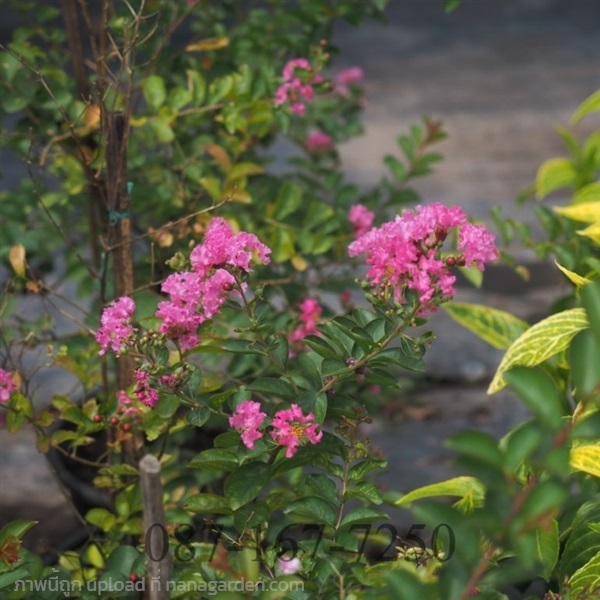 ยี่เข่ง | สวนต้นไม้โครงการ - เมืองปราจีนบุรี ปราจีนบุรี