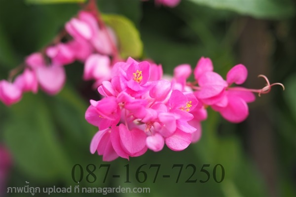 พวงชมพู | สวนต้นไม้โครงการ - เมืองปราจีนบุรี ปราจีนบุรี