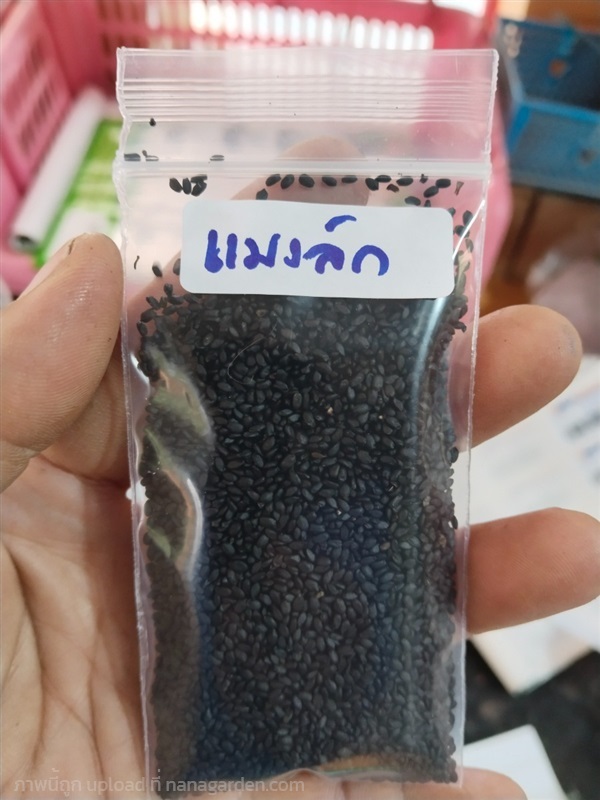 แมงลัก ขายเมล็ดพันธุ์ | เมล็ดพันธุ์ดี เกษตรวิถีไทย - เมืองระยอง ระยอง