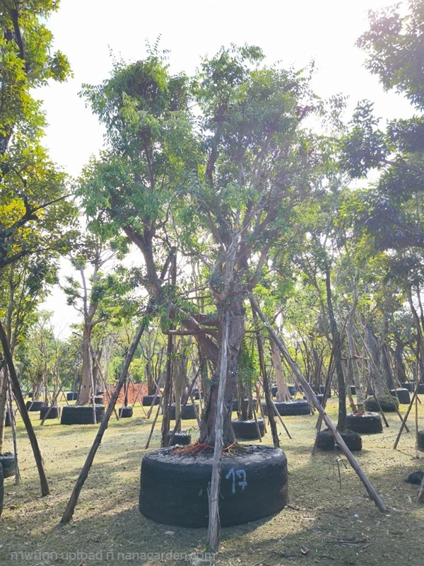 ต้นเสม็ดแดงขนาด17นิ้ว | สวนสมใจนึก - แก่งคอย สระบุรี