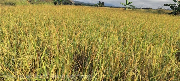 พันธ์ุข้าวหอมสยาม | เพื่อคุณ - เมืองเชียงราย เชียงราย