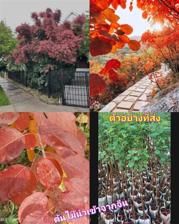 ต้น โคตินัส ต้นโคตินัส สโมคทรี พุ่มควัน Cotinus | Shopping by lewat - เมืองมหาสารคาม มหาสารคาม