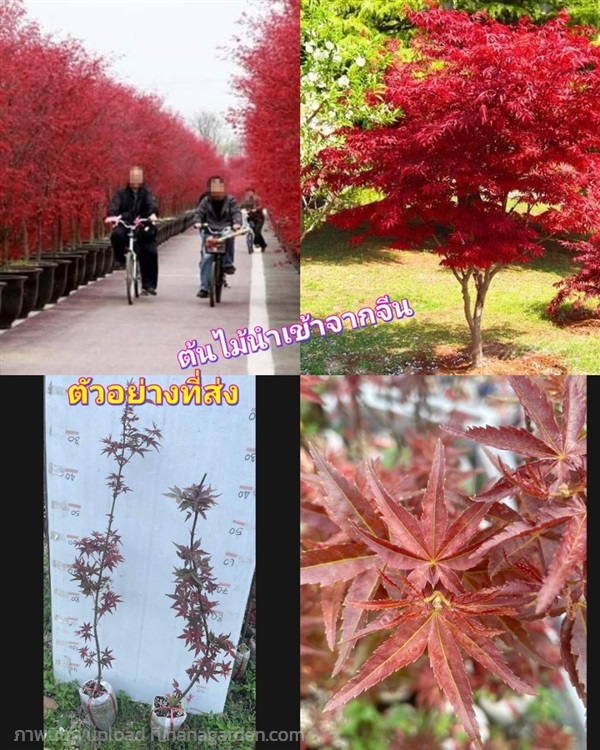 (1ต้น) ต้น เมเปิ้ลญี่ปุ่น ต้นเมเปิ้ลญี่ปุ่น เมเปิ้ | Shopping by lewat - เมืองมหาสารคาม มหาสารคาม