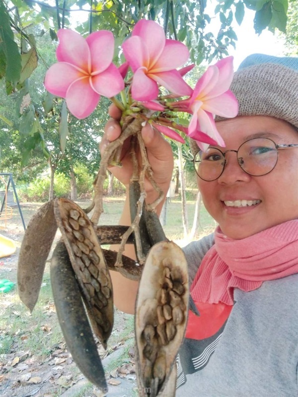 ลีลาวดี ขายเมล็ดพันธุ์ | เมล็ดพันธุ์ดี เกษตรวิถีไทย - เมืองระยอง ระยอง