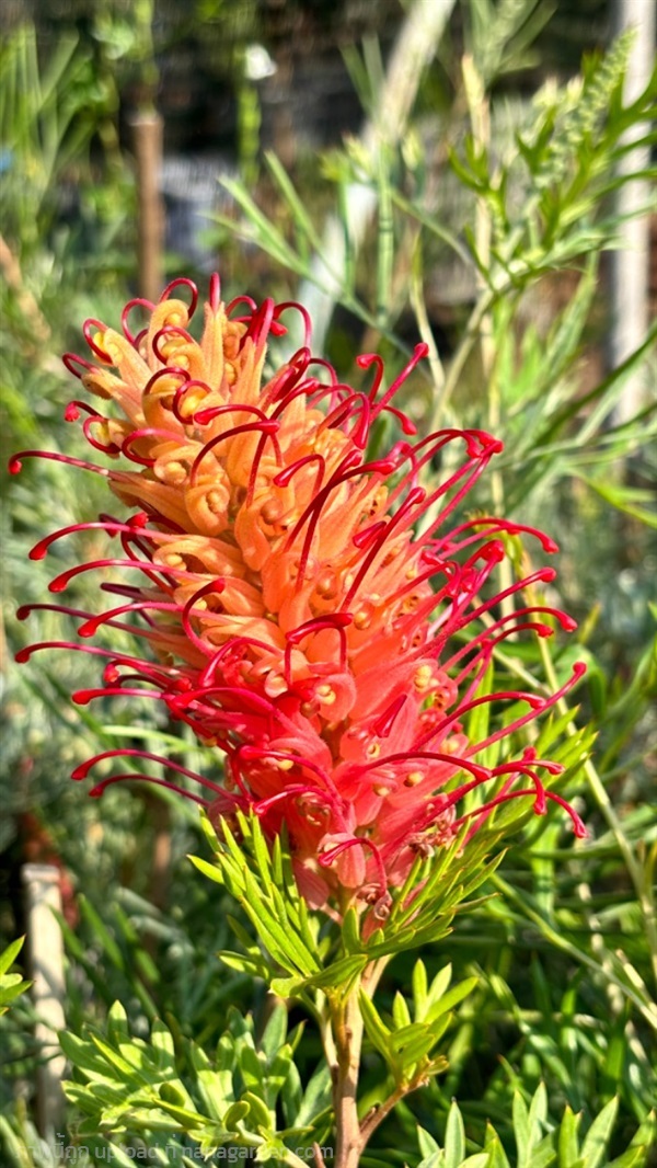 Grevillea Superb สนเกรวิลเลีย สีโอรสแคระ กิ่งทาบ | ป้าอรพันธุ์ไม้บ้านดงบังปราจีนบุรี - เมืองปราจีนบุรี ปราจีนบุรี