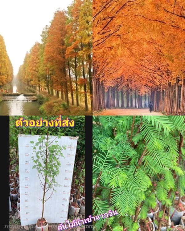 ต้น สนแดง Metasequoia ต้นสนแดง / saranrak | Shopping by lewat - เมืองมหาสารคาม มหาสารคาม