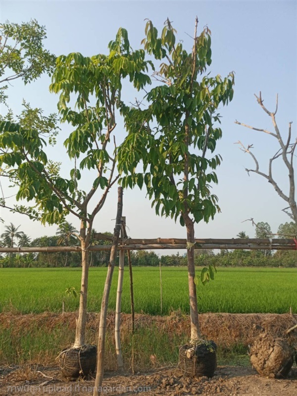 ต้นอินทนิล | สวนประยงค์ พันธุ์ไม้ - ศรีประจันต์ สุพรรณบุรี