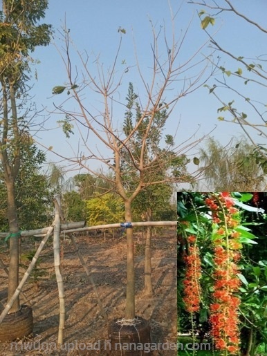 ต้นจิกน้ำ | สวนประยงค์ พันธุ์ไม้ - ศรีประจันต์ สุพรรณบุรี
