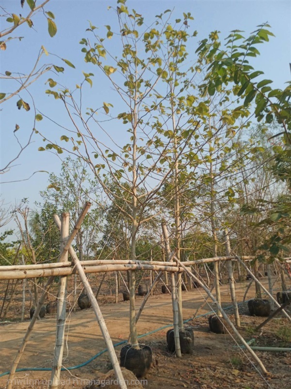 ต้นขานาง | สวนประยงค์ พันธุ์ไม้ - ศรีประจันต์ สุพรรณบุรี