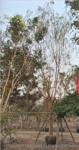 ต้นหลิวลู่ลม | สวนประยงค์ พันธุ์ไม้ - ศรีประจันต์ สุพรรณบุรี