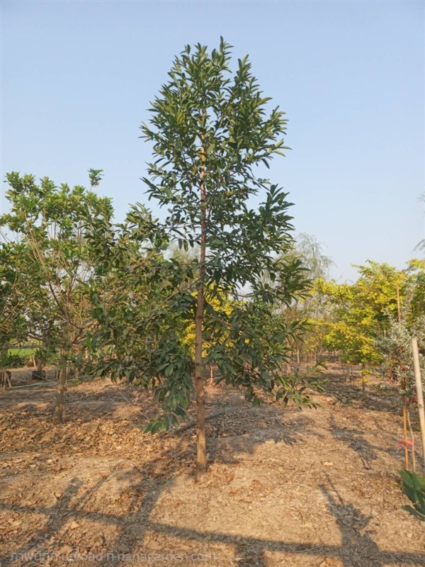 ต้นนางกวัก | สวนประยงค์ พันธุ์ไม้ - ศรีประจันต์ สุพรรณบุรี