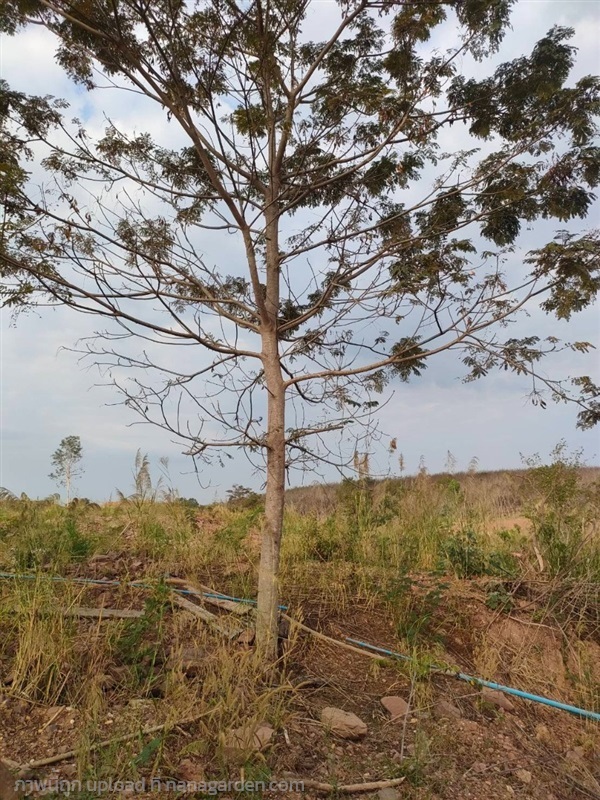 ต้นนนทรี | สวนประยงค์ พันธุ์ไม้ - ศรีประจันต์ สุพรรณบุรี