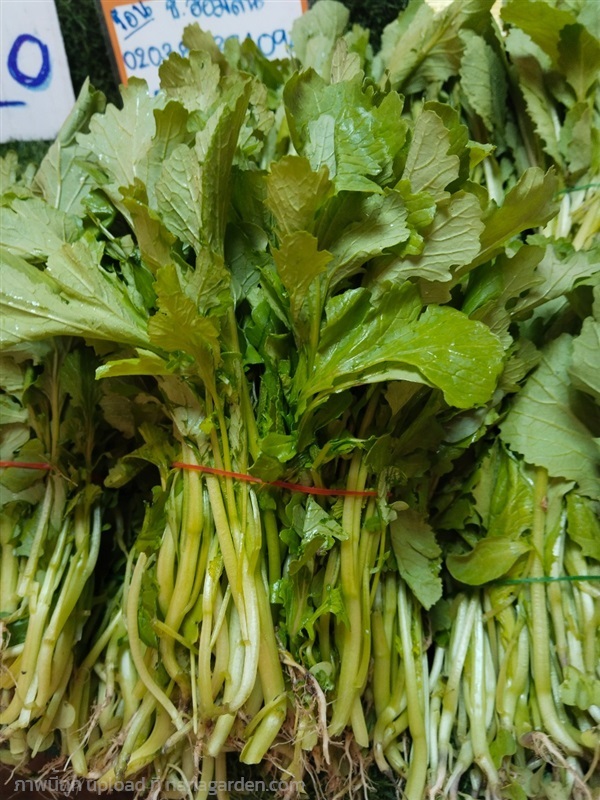 ผักกาดเขียวปลี ขายเมล็ดพันธุ์ | เมล็ดพันธุ์ดี เกษตรวิถีไทย - เมืองระยอง ระยอง