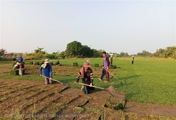 หญ้านวลน้อย รับปลูกหญ้านวลน้อย | สวนป้าแตง คลอง 15 -  นครนายก