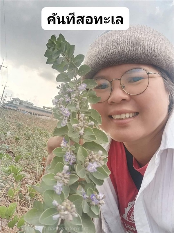 คันทีสอทะเล ขายเมล็ดพันธุ์/กิ่งชำ/ใบสดตากแห้ง | เมล็ดพันธุ์ดี เกษตรวิถีไทย - เมืองระยอง ระยอง