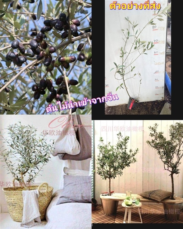 ต้น ต้นมะกอกโอลีฟ ต้นโอลีฟ olive oil Picual Nikits | Shopping by lewat - เมืองมหาสารคาม มหาสารคาม