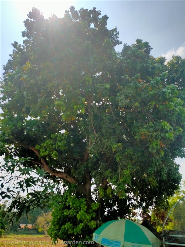 ต้นลิ้นจี่ | ทรัพย์พูลทวี - ท่ามะกา กาญจนบุรี