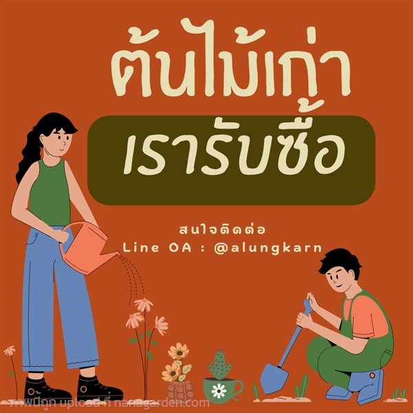 รับซื้อต้นไม้เก่า | Alungkarn - เมืองราชบุรี ราชบุรี