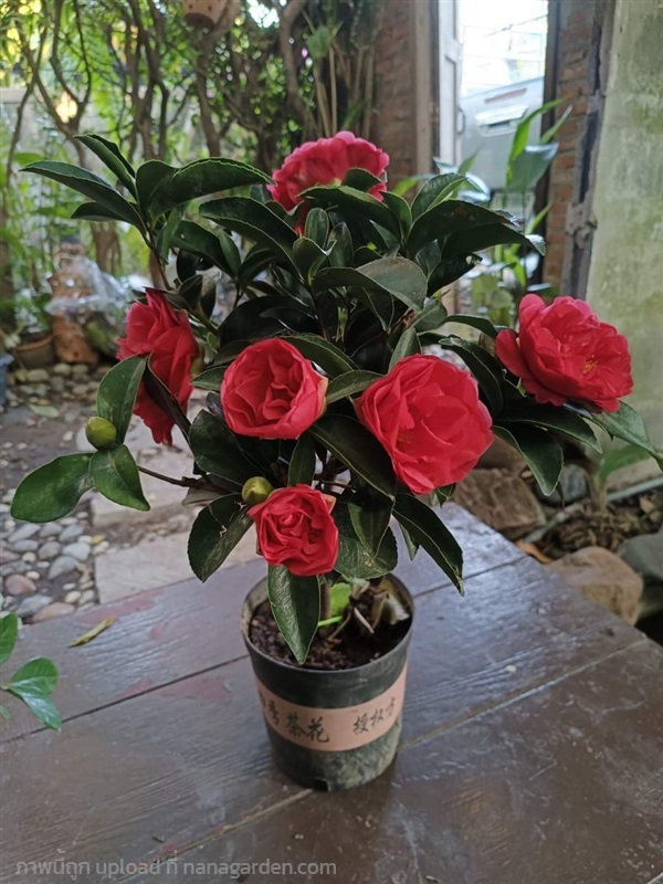 ต้น คามิเลีย ต้นคามิเลีย ดอก สีแดง Camellia flower | Shopping by lewat - เมืองมหาสารคาม มหาสารคาม