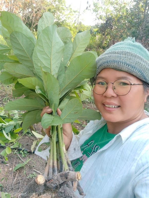 ใบหมี่ ขายเหง้าปักชำ | เมล็ดพันธุ์ดี เกษตรวิถีไทย - เมืองระยอง ระยอง