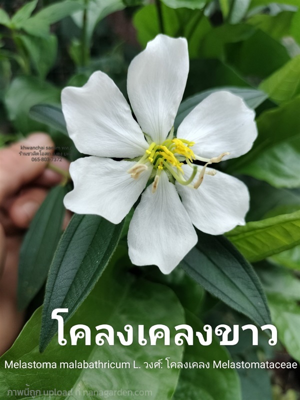 โคลงเคลงขาว ขาวมงคล พญารากขาว มังเรขาว | สวนเบตง กม.7  - เบตง ยะลา