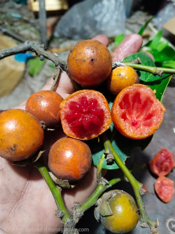 มะพลับ  ขายเมล็ดพันธุ์/ต้นกล้า | เมล็ดพันธุ์ดี เกษตรวิถีไทย - เมืองระยอง ระยอง