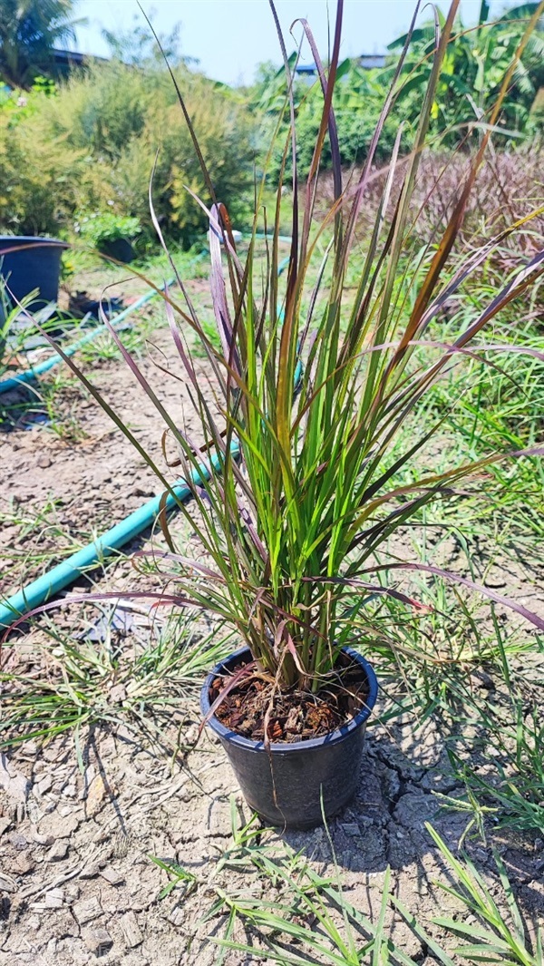 หญ้าน้ำพุแดง/  หญ้าแม็กซิกัน กระถาง  6 นิ้ว  สูงประมาณ 30 cm | เฌอ-สถาน - บางใหญ่ นนทบุรี