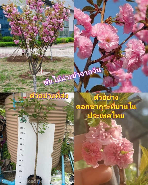 ต้น Japanese Sakura ซากุระญี่ปุ่น ดอกซ้อน ต้นซากุร | Shopping by lewat - เมืองมหาสารคาม มหาสารคาม