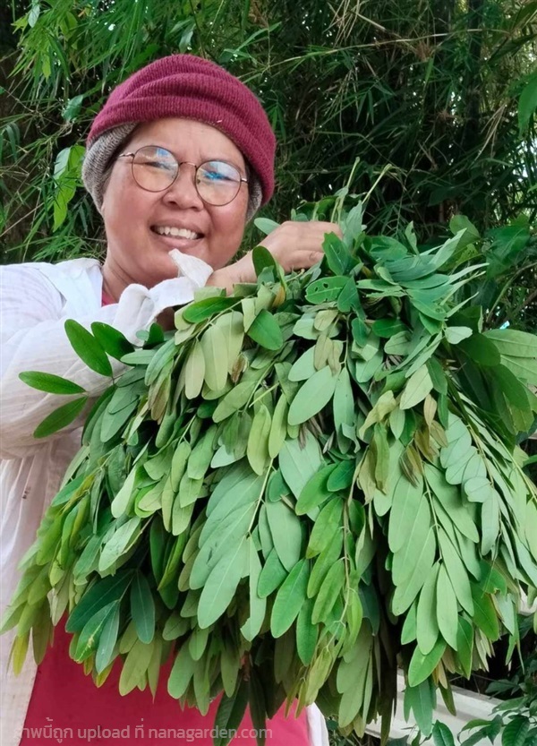 ใบขี้เหล็กสำหรับทำยา | เมล็ดพันธุ์ดี เกษตรวิถีไทย - เมืองระยอง ระยอง