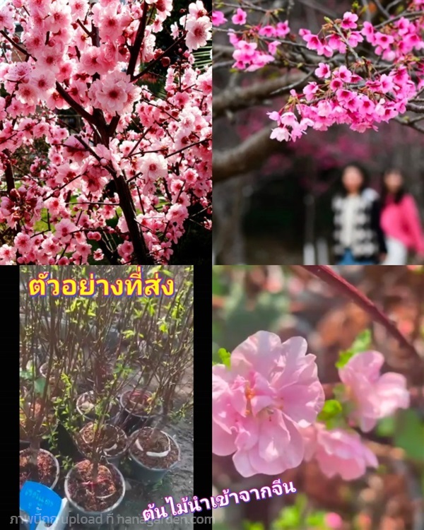 ต้น หยู๋เย่เหมย ต้นดอกเหมย ดอกเหมย Mei flower tree | Shopping by lewat - เมืองมหาสารคาม มหาสารคาม