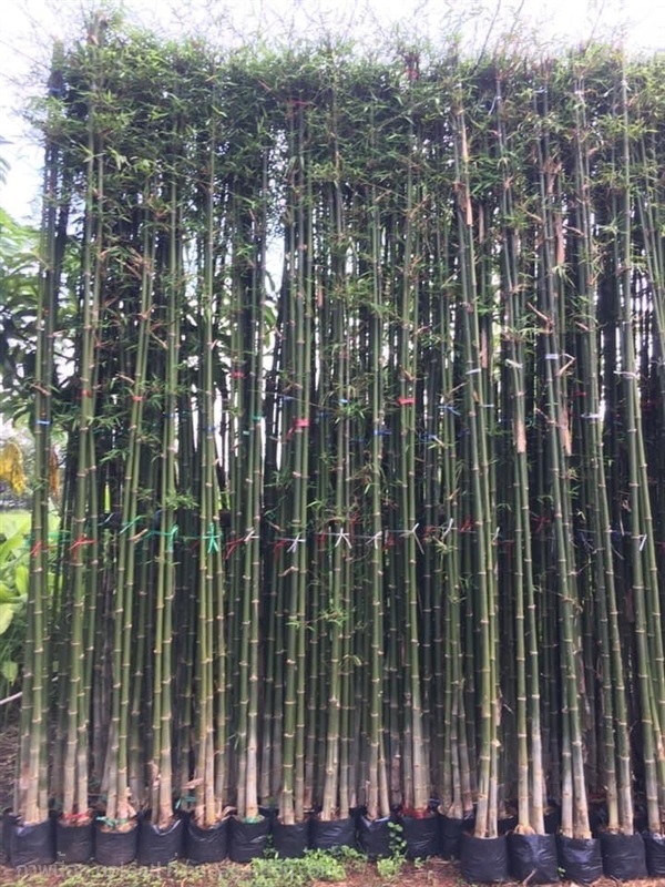 ไผ่เลี้ยง ความสูง 3.50 เมตร | สวนพร้อมพันธุ์ไม้ -  ปราจีนบุรี