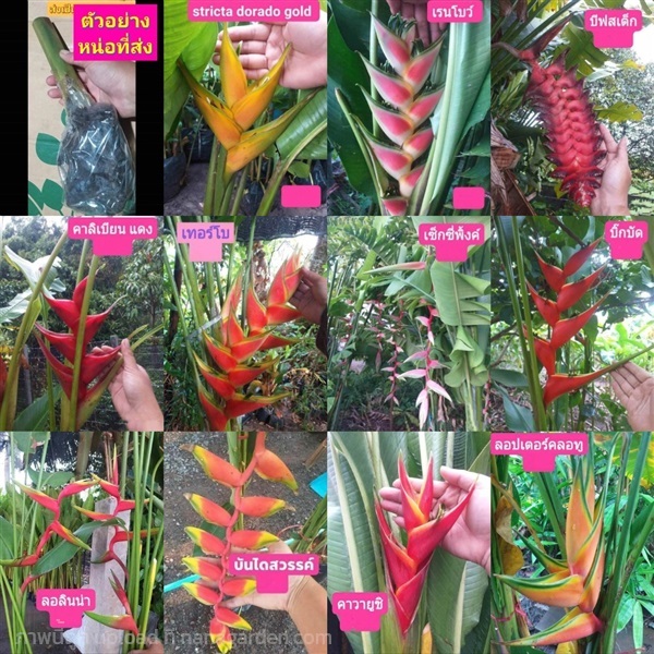 เฮลิโคเนีย Heliconia เรนโบว์ rainbow แจ็คควินิไอ J | Shopping by lewat - เมืองมหาสารคาม มหาสารคาม